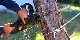 Best Tree Preservation Services  in Aberdeen Proving Ground, MD