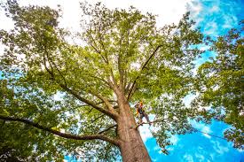 Best Tree Disease Treatment  in Aberdeen Proving Ground, MD