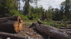 How Our Tree Care Process Works  in  Aberdeen Proving Ground, MD