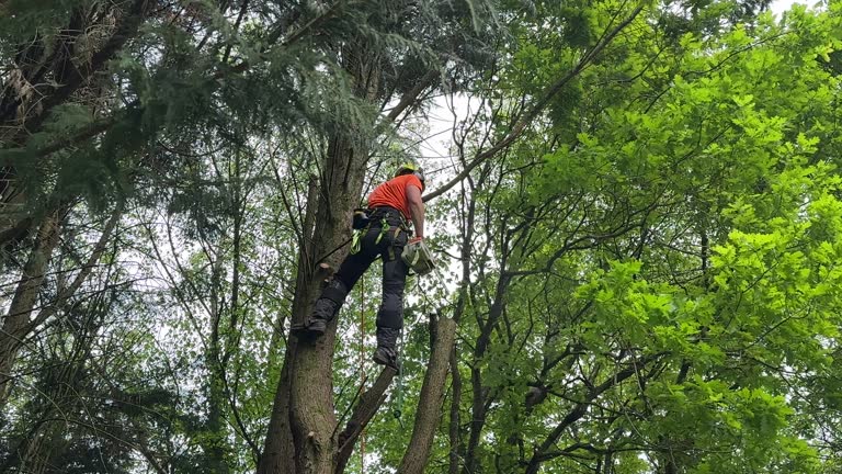 Best Utility Line Clearance  in Aberdeen Proving Ground, MD