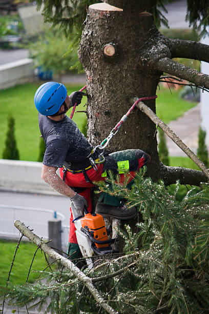 Best Tree Risk Assessment  in Aberdeen Proving Ground, MD