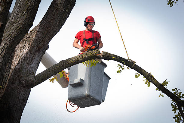 Best Arborist Consultation Services  in Aberdeen Proving Ground, MD